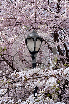 New York City spring time, blossom pink magnolia, white sakura cherry blossom.