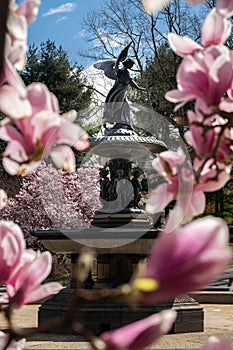 New York City spring time, blossom pink magnolia, white sakura cherry blossom.