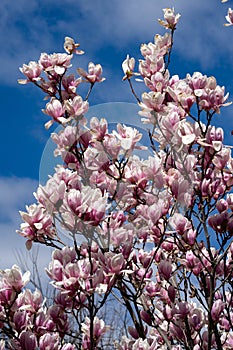 New York City spring time, blossom pink magnolia, white sakura cherry blossom.