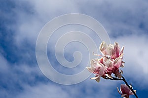 New York City spring time, blossom pink magnolia, white sakura cherry blossom.