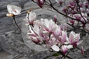 New York City spring time, blossom pink magnolia, white sakura cherry blossom.