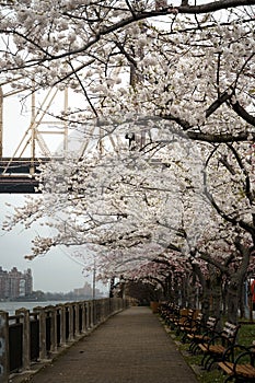 New York City spring time, blossom pink magnolia, white sakura cherry blossom.