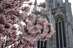 New York City spring time, blossom pink magnolia, white sakura cherry blossom.