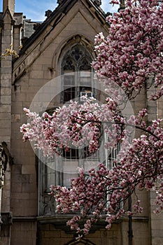 New York City spring time, blossom pink magnolia, white sakura cherry blossom.