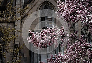 New York City spring time, blossom pink magnolia, white sakura cherry blossom.