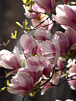 New York City spring time, blossom pink magnolia, white sakura cherry blossom.