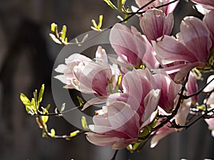 New York City spring time, blossom pink magnolia, white sakura cherry blossom.