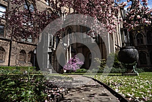 New York City spring time, blossom pink magnolia, white sakura cherry blossom.