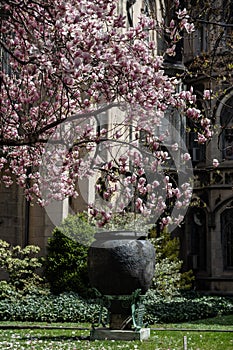 New York City spring time, blossom pink magnolia, white sakura cherry blossom.