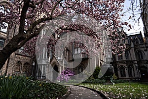 New York City spring time, blossom pink magnolia, white sakura cherry blossom.