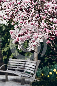 New York City spring time, blossom pink magnolia, white sakura cherry blossom.