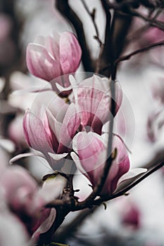 New York City spring time, blossom pink magnolia, white sakura cherry blossom.