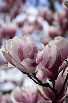 New York City spring time, daffodils  blossom pink magnolia, white sakura cherry blossom.