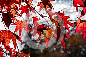 New York City - USA - Nov 5 2020: Beautiful Foliage Colors of Central Park New York