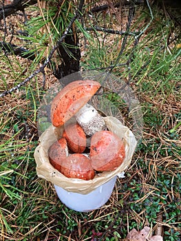 New york long island boletes mushrooms hunting