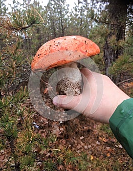 New york long island boletes mushrooms hunting