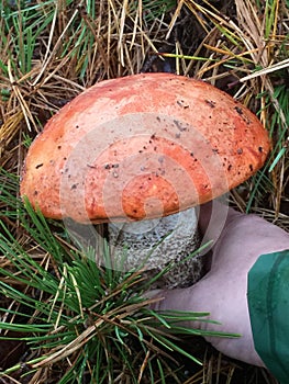 New york long island boletes mushrooms hunting