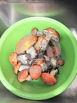 New york long island eatable boletes in bucket