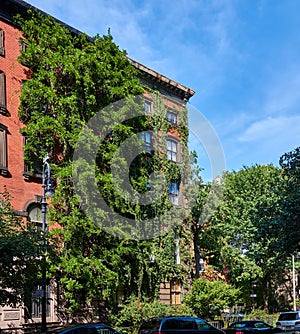 Brick house in the East Village of Manhattan covered by wisteria vines