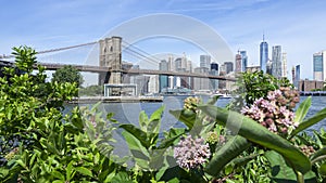 New York, NY, USA. Views of the Brooklyn bridge from the historic and trendy Dumbo neighborhood. Wonderful summer day