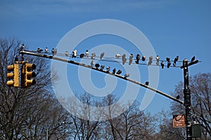 New York Pigeons