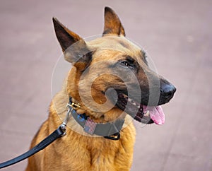 New York Police Department transit bureau K-9 dog providing security in New York