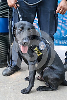 New York Police Department transit bureau K-9 dog providing security in New York photo