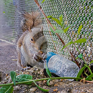 New York squirrel