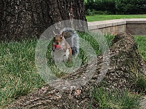 New york squirrel photo
