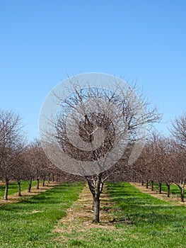 New York State Apple Orchards on Lake Ontario in April