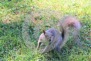 New York, United States - An eastern grey squirrel in New York City\'s Central Park.