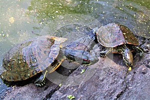 New York, United States - Turtles in the Turtle Pond in New York City's Central Park.