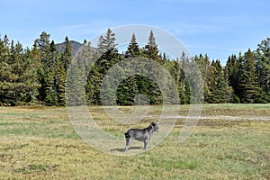 New york upstate lake placid cane corso mastiff