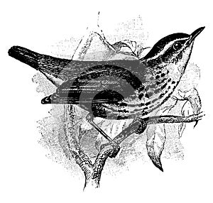 New York Waterthrush, vintage illustration