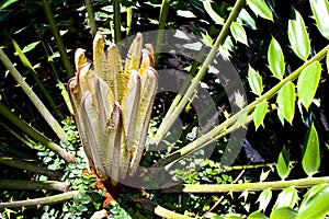 New Young Fresh Leaves Produced By Cycad Plant