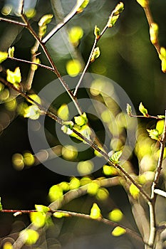 New young green leaves opening on some brown tree branches. Deciduous tree, birch tree with small green leaves. Sun is shining