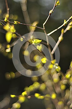 New young green leaves opening on some brown tree branches. Deciduous tree, birch tree with small green leaves. Sun is shining