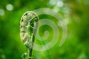 New young leaf of a green fern