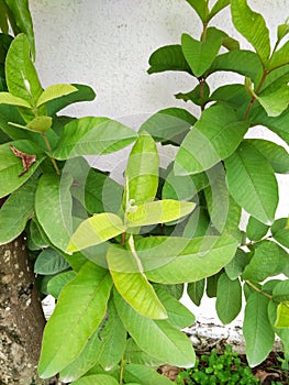 New Young Plant of Guava Fruits