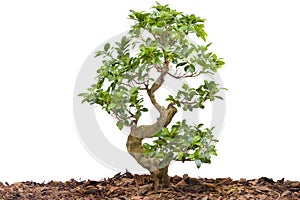 New young tree isolated against white