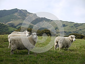New Zealand: Akaroa landscape with four white sheep