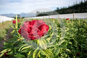 New Zealand, Aunt Rosie Peonies in Springfield.