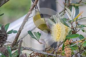 New Zealand bellbird feeding on nectar in yellow myrtle or bottlebrush tree at Okarito