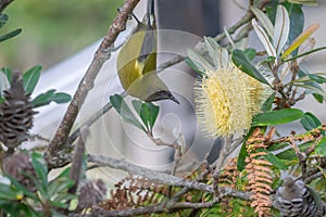 New Zealand bellbird feeding on nectar in yellow myrtle or bottlebrush tree at Okarito