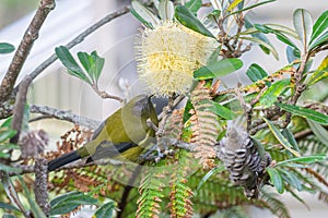 New Zealand bellbird feeding on nectar in yellow myrtle or bottlebrush tree at Okarito