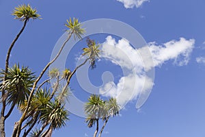 New Zealand Cabbage Trees Cordyline Australis