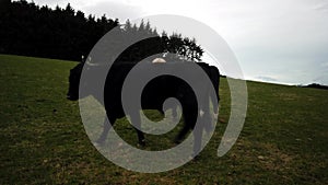 New Zealand Cattle/Cow grazing at farm