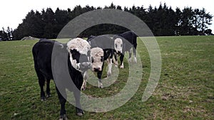 New Zealand Cattle/Cow grazing at farm