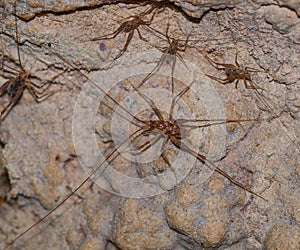 New Zealand Cave Weta