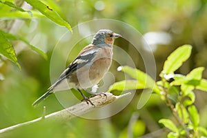 New Zealand Chaffinch